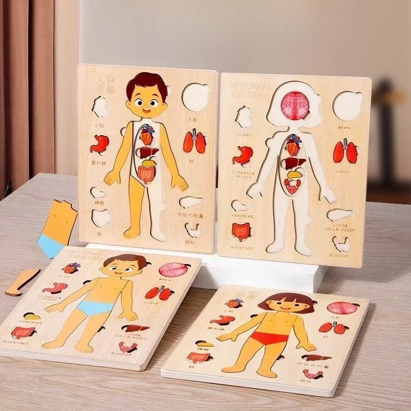 Human Body Puzzle - Puzzles Montessori, planche occupée, enseignement du