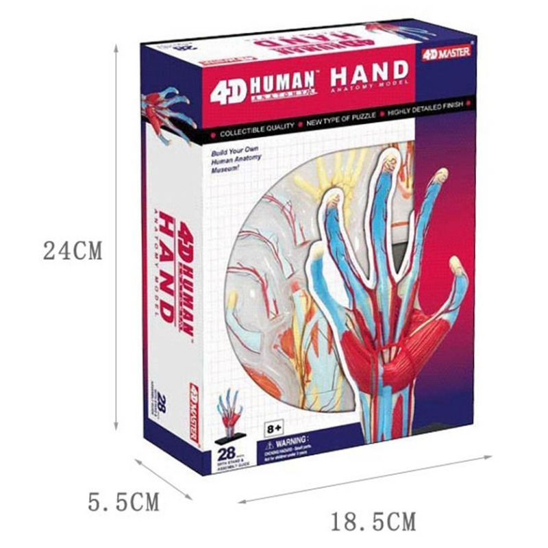 Human Body Puzzle - 4d maître main humaine os muscle