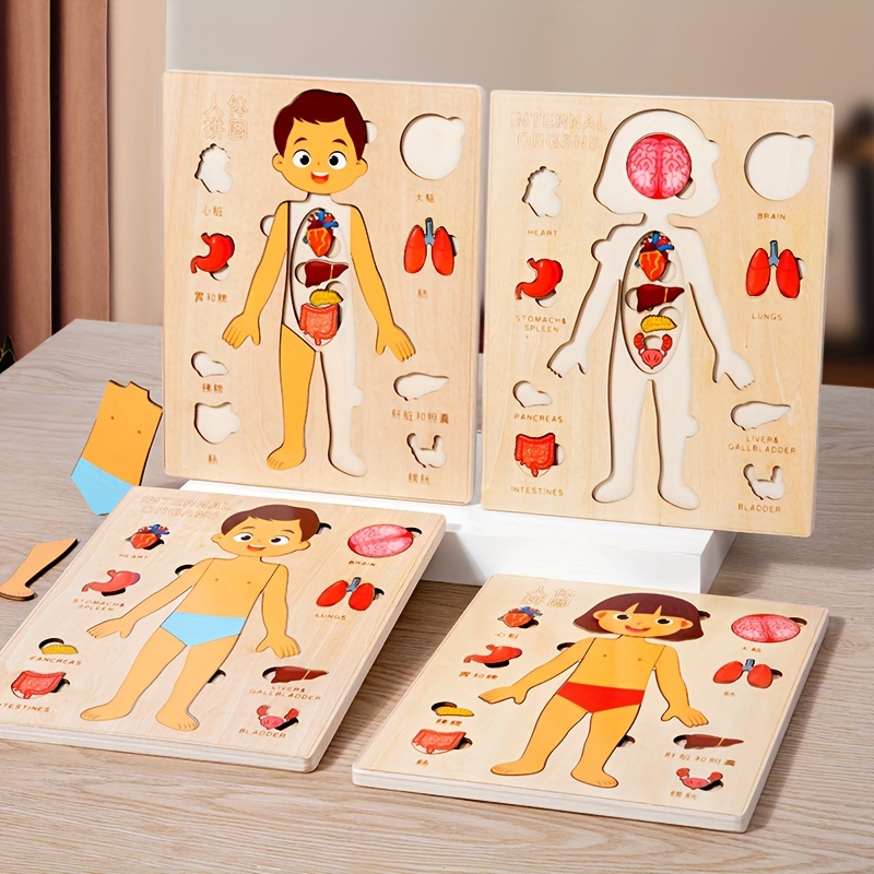Human Body Puzzle - Ensemble de jeu de puzzle d'anatomie