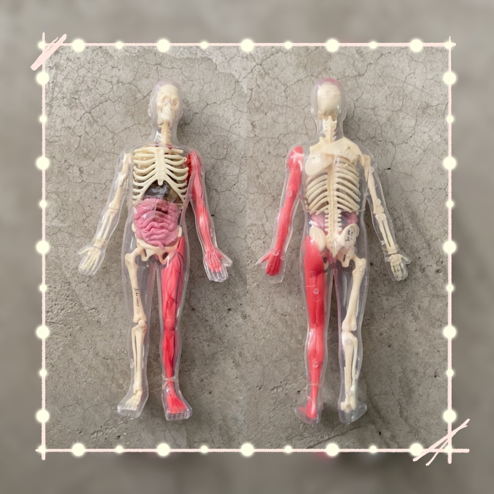Human Body Puzzle - En stock, Modèle d'organe humain en