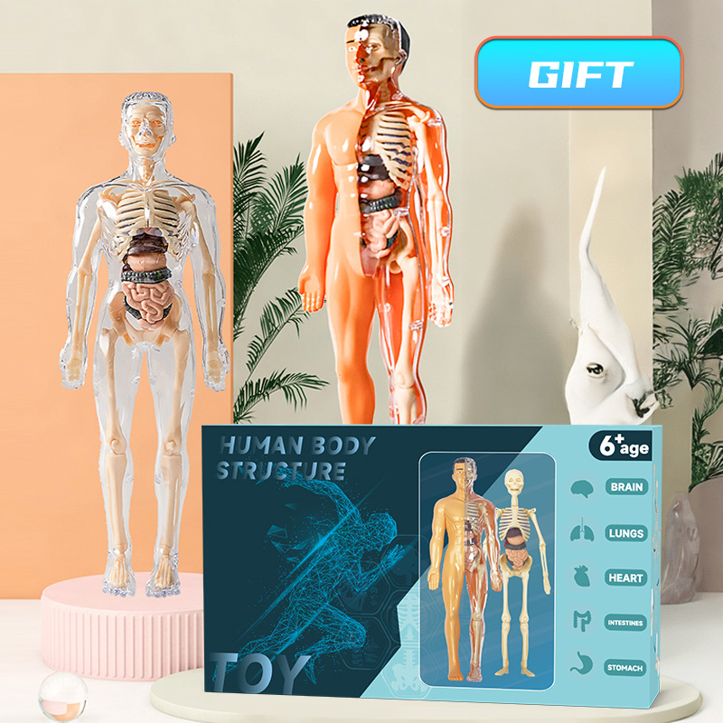 Human Body Puzzle - Modèle de torse humain 3D, squelette