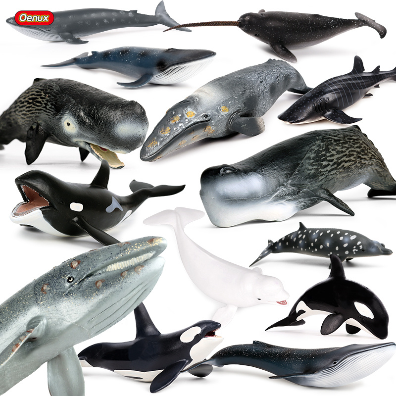 Kids Without Education - Oenux océan Animal sauvage Megalodon Beluga