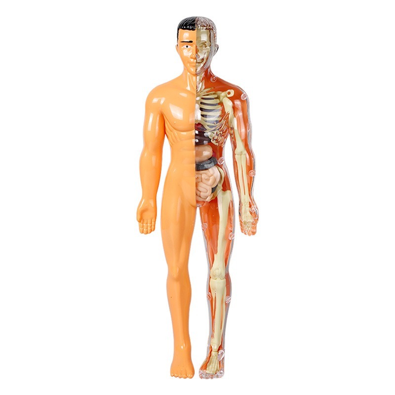 Kit d'expériences scientifique - Human Body Puzzle avis et prix