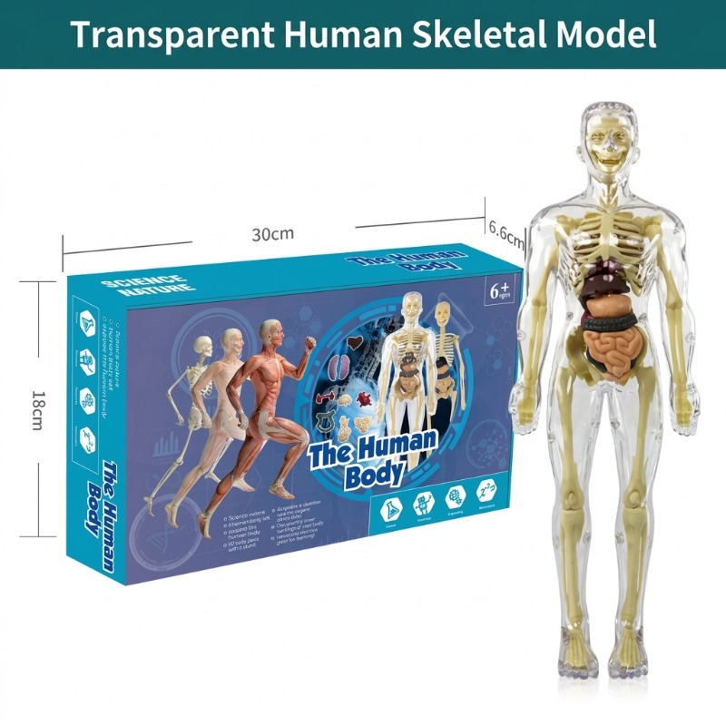 Kit d'expériences scientifique - Human Body Puzzle avis et prix
