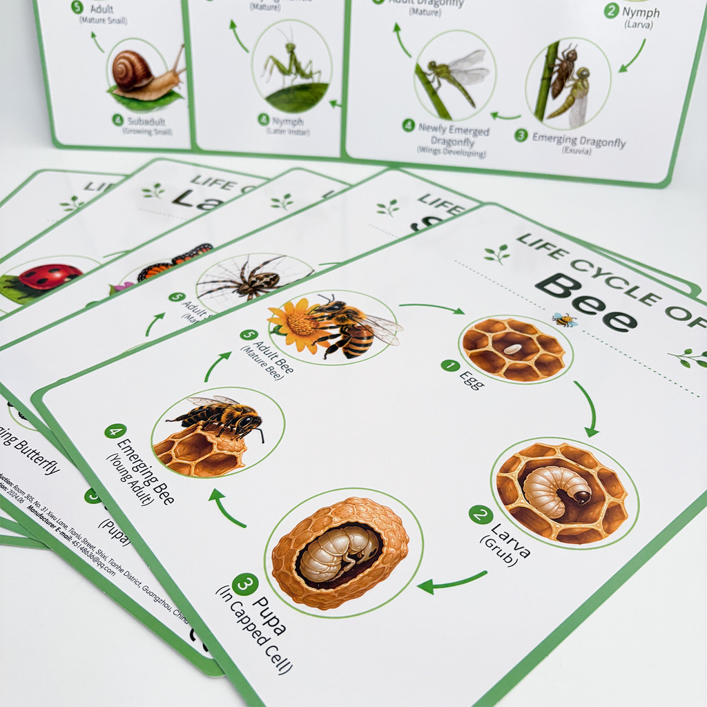 8 affiches éducatives sur le c - Kids Educational Posters avis et prix