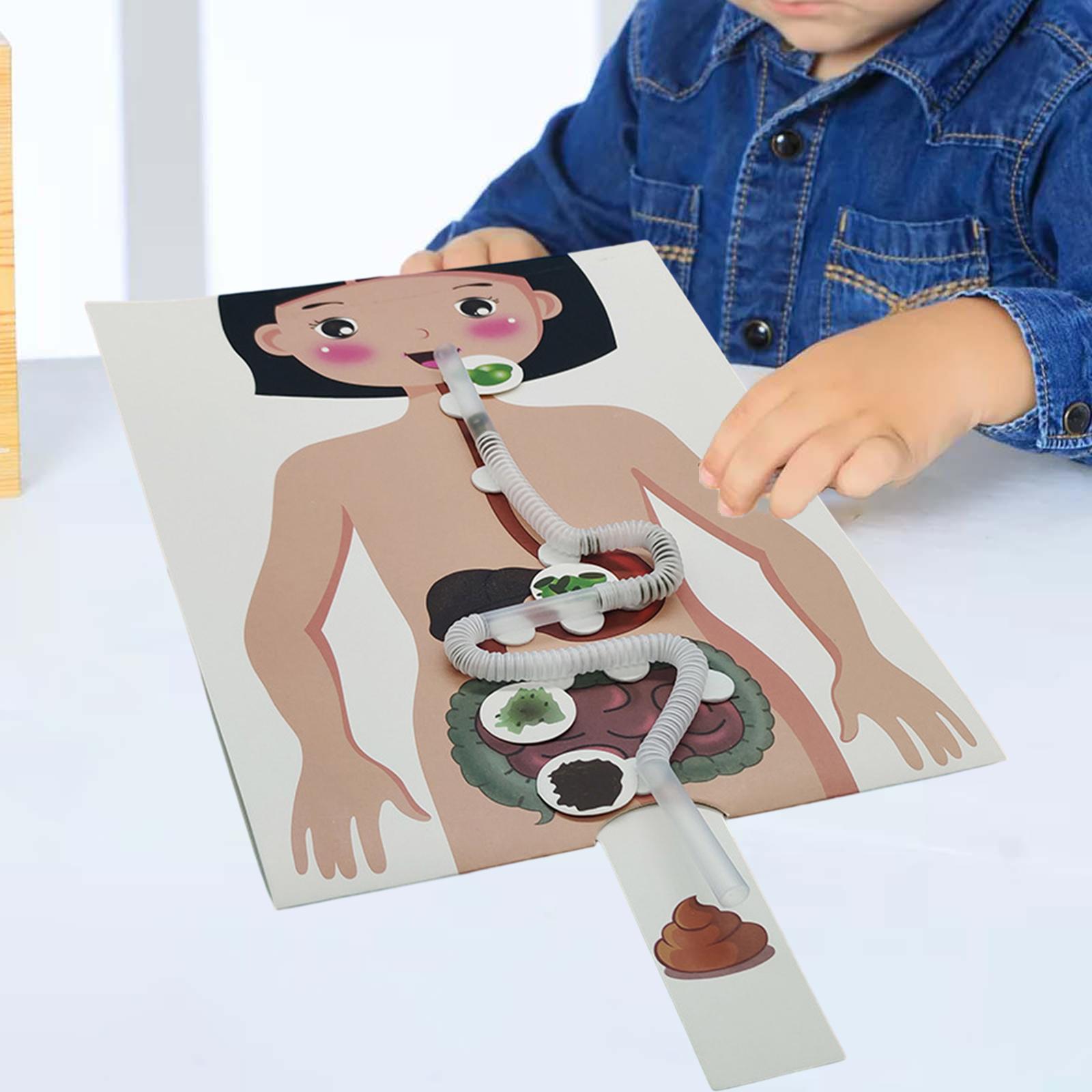 Modèle de système digestif hum - Human Body Puzzle avis et prix