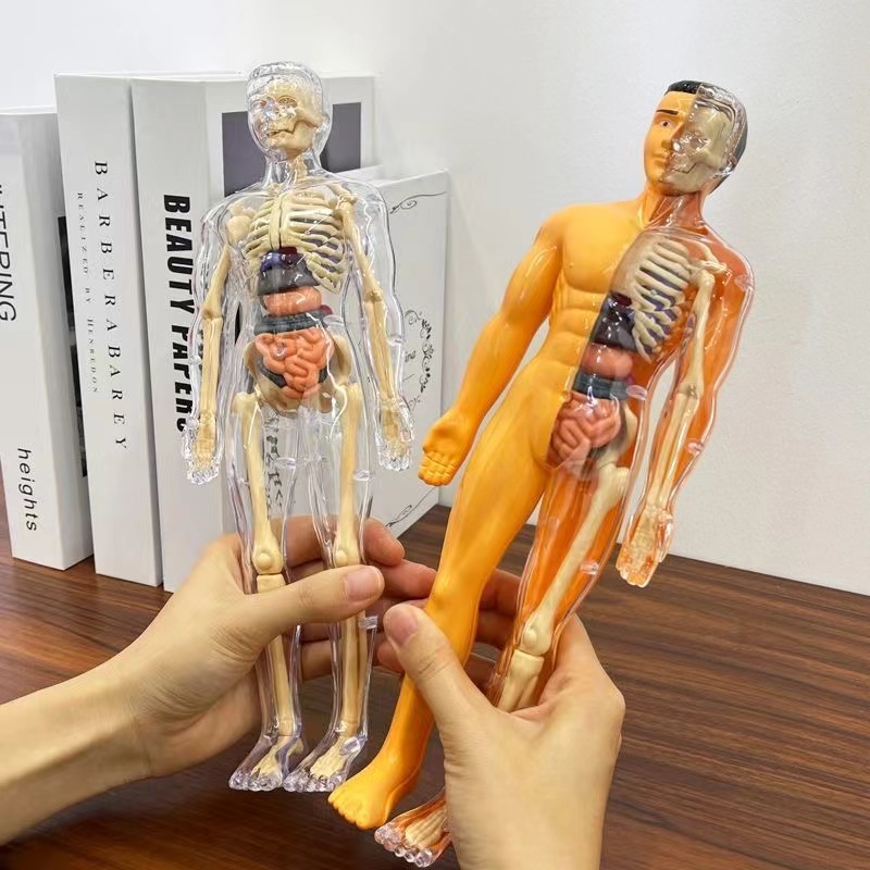 Modèle de torse du corps humai - Human Body Puzzle avis et prix