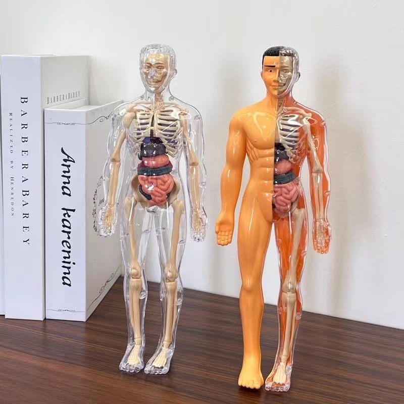 Modèle de torse du corps humai - Human Body Puzzle avis et prix