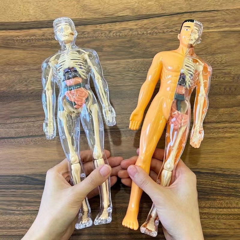 Modèle de torse du corps humai - Human Body Puzzle avis et prix
